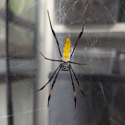 Trichonephila inaurata madagascariensis
