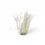tillandsia-argentea
