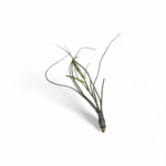 tillandsia-butzii