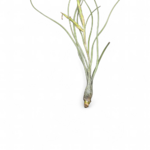 tillandsia-butzii