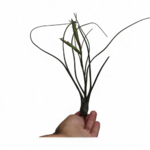 tillandsia-butzii