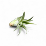 tillandsia-capitata-peach