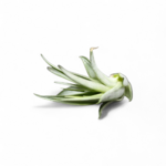 tillandsia-capitata-peach