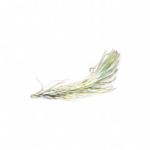 tillandsia-funckiana