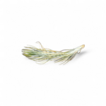 tillandsia-funckiana