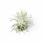 tillandsia-ionantha-green