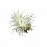tillandsia-ionantha-green