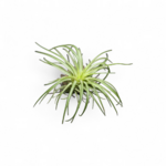 tillandsia-rainforest-red