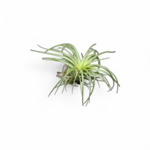 tillandsia-rainforest-red
