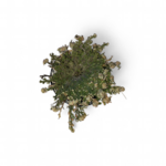 selaginella-lepidophylla