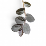 procris-pellionia-repens