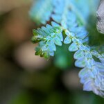 Selaginella uncinata