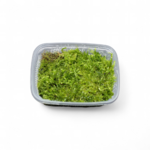 taxiphyllum-sp-mousse