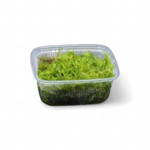 taxiphyllum-sp-mousse