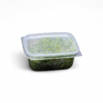 taxiphyllum-sp-mousse