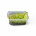 taxiphyllum-barbieri-mousse-de-java