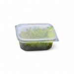 taxiphyllum-barbieri-mousse-de-java