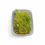 taxiphyllum-barbieri-mousse-de-java
