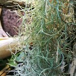 Tillandsia usneoides