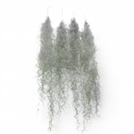 tillandsia-usneoides