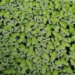 Lemna minor