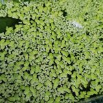 Lemna minor