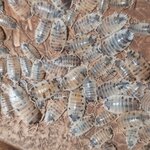 Porcellio laevis dairy cow