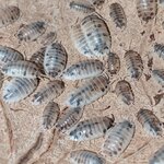 Porcellio laevis dairy cow