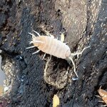 Porcellionides pruinosus orange