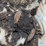 Porcellionides pruinosus orange
