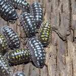 Armadillidium gestroi