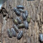 Armadillidium gestroi