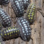 Armadillidium gestroi