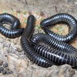 Ommatoiulus sabulosus aimatopodus