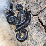 Ommatoiulus sabulosus aimatopodus