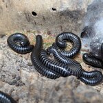 Ommatoiulus sabulosus aimatopodus