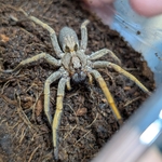 Hogna maderiana