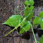 Lonchodiodes sp. Ilocos