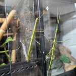 Lonchodiodes sp. Ilocos