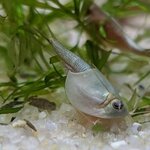 Triops australiensis queenslan