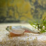 Triops australiensis queensland