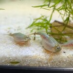 Triops australiensis queensland