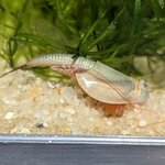Triops australiensis queensland