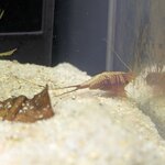 Triops longicaudatus multicolor kansas