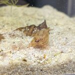 Triops longicaudatus multicolor kansas