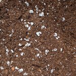 Substrat plantes carnivores