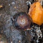 Caracolus sagemon 3