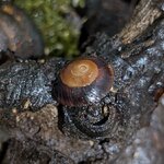Caracolus sagemon 2
