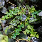 selaginella_uncinata