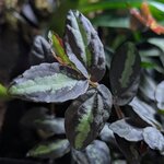 pellionia_rupens_2